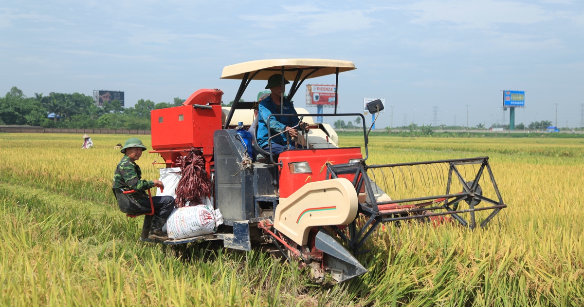 Xuất khẩu gạo hứa hẹn lập kỳ tích mới