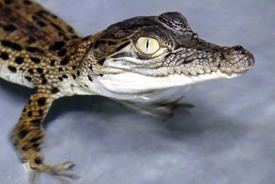 Trưng cá sấu con hút khách, hộp đêm ở Australia bị điều tra