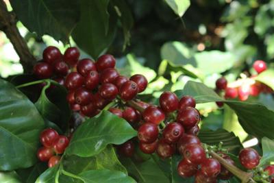 Giá cà phê hôm nay 30/5: Robusta Việt Nam giảm 15% khiến nguồn cung thiếu hụt