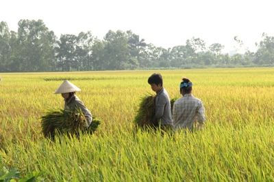 Nông dân Hà Nội thu hoạch lúa dưới nắng nóng gay gắt