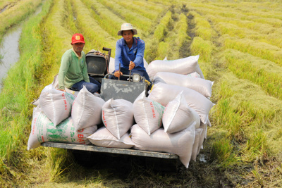 Nâng chất, tăng giá trị cho gạo Việt