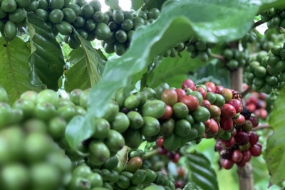 Giá cà phê hôm nay 2/6: Robusta tăng mạnh trở lại, trong nước vượt 61.000 đồng/kg