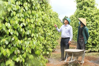 Giá tiêu hôm nay 2/6: Năng suất hồ tiêu có nơi giảm tới 50%