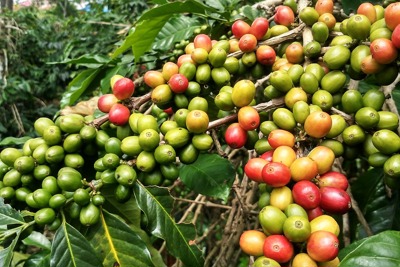 Giá cà phê hôm nay 5/6: Cà phê được dự báo sớm cán mốc 70.000 đồng/kg