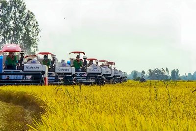 Hậu Giang: Ấn định thời gian tổ chức Festival lúa gạo lần 6