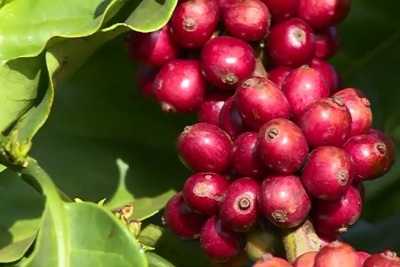 Giá cà phê hôm nay 7/6: Robusta tiếp tục tăng, trong nước gần 62.000 đồng/kg