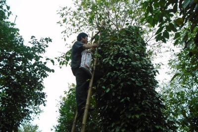 Giá tiêu hôm nay 9/6: Xuất khẩu hồ tiêu sang Mỹ tăng mạnh