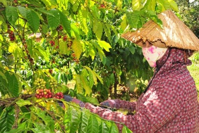 Giá cà phê hôm nay 11/6: Tăng 3.000 đồng/kg trong tuần, Robusta lập kỷ lục mới