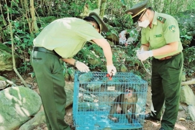 Làm gì để ngăn nguy cơ động vật hoang dã rơi vào bờ vực tuyệt chủng?