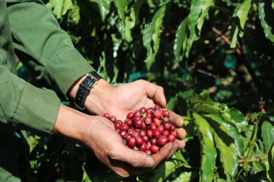 Giá cà phê hôm nay 14/6: Robusta tăng, thị trường khan hiếm cà phê giống