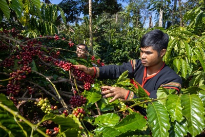 Giá cà phê hôm nay 17/6: Vẫn giữ mức cao kỷ lục, Robusta đang trên đỉnh