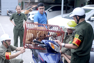 Cầu Giấy, Hoàng Mai phải trở thành “vùng an toàn bệnh Dại” trong năm 2023