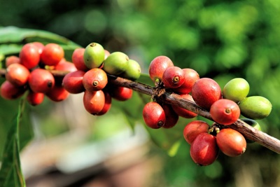 Giá cà phê hôm nay 19/6: Giải mã những nguyên nhân đẩy Robusta tăng kỷ lục