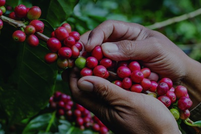 Giá cà phê hôm nay 21/6: Đằng sau mức giá kỷ lục của Robusta