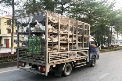 Ngăn chặn hành vi buôn bán, vận chuyển trái phép gia cầm qua biên giới 