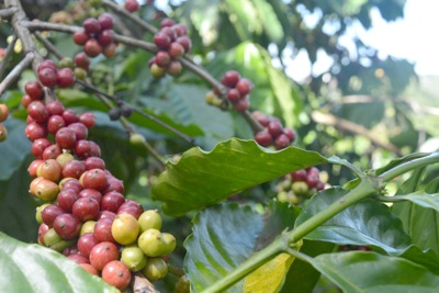 Giá cà phê hôm nay 23/6: Robusta tăng trở lại, trong nước 66.500 đồng/kg