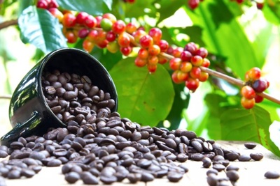 Giá cà phê hôm nay 24/6: Arabica tiếp tục kéo Robusta lao dốc