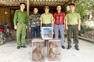 Bàn giao 3 cá thể khỉ vàng quý hiếm cho Vườn Quốc gia Vũ Quang