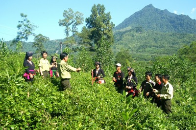 Nâng tỷ lệ che phủ rừng