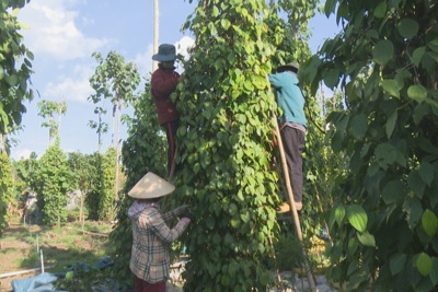 Giá tiêu hôm nay 27/6: 2 nguyên nhân đẩy giá tiêu tiếp tục giảm