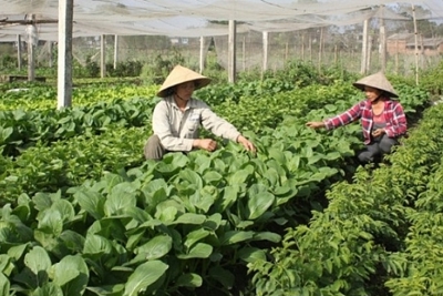 Hà Nội: Tích cực hỗ trợ doanh nghiệp mở rộng thị trường xuất khẩu rau quả