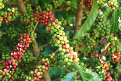 Giá cà phê hôm nay 30/6: Robusta tiếp tục giảm, mất 1.200 đồng sau 2 ngày