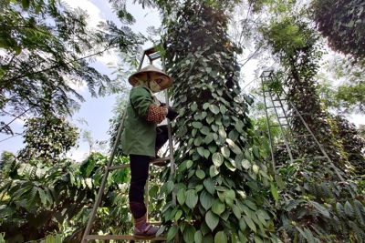 Giá tiêu hôm nay 5/7: Giá tiêu Indonesia tăng khi bước vào vụ thu hoạch mới