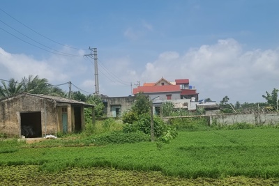 Hải Phòng: Cần sớm "tháo gỡ" tình trạng đất bỏ hoang ở huyện Tiên Lãng