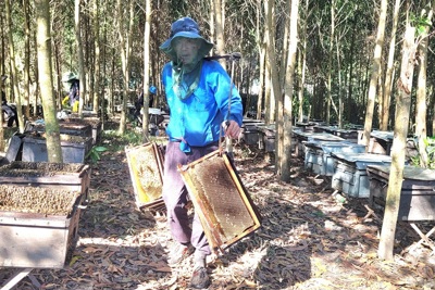 Hà Tĩnh: Người nuôi ong "du mục" phấn khởi vào mùa thu hoạch mật