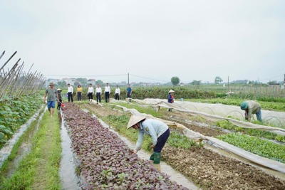 Huyện Sóc Sơn: Chuyển mục đích sử dụng đất nông nghiệp xen kẹt sang thương mại