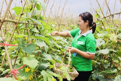 Hà Nội phát triển nông nghiệp hữu cơ: Quy hoạch là ưu tiên hàng đầu