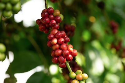 Giá cà phê hôm nay 14/7: Arabica tăng trở lại, Robusta bớt đà lao dốc