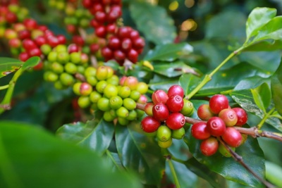 Giá cà phê hôm nay 18/7: Robusta tiếp đà hồi phục, trong nước gần 66.000 đồng/kg