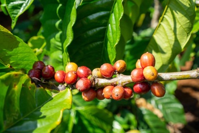 Giá cà phê hôm nay 19/7: Arabica tăng, hàng về sàn nhiều đẩy Robusta giảm