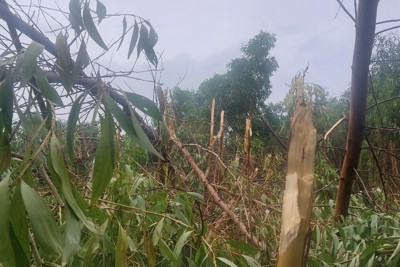 Cà Mau: Hơn 100ha rừng bị đổ ngã do bão số 1 