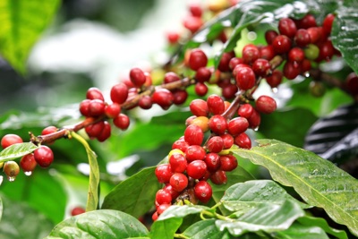 Giá cà phê hôm nay 24/7: Dự báo thị trường tuần này, Robusta sẽ có "biến"?