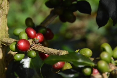 Giá cà phê hôm nay 28/7: Robusta tiếp tục tăng, trong nước gần 68.000 đồng/kg