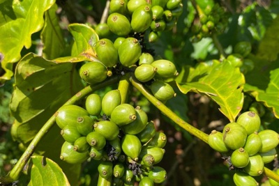 Giá cà phê hôm nay 31/7: Tiếp tục chao đảo, Robusta tuần này liệu có tăng?