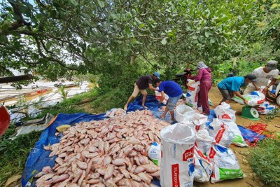 Đồng Nai: Hàng trăm tấn cá nuôi bè, lồng thiệt hại do mưa lũ
