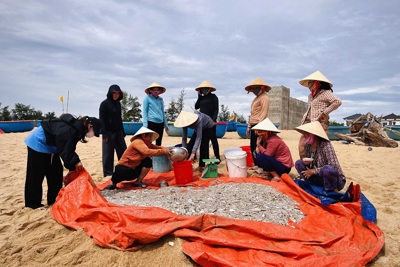 Quảng Bình: Ngư dân rộn ràng vào vụ khai thác cá cơm