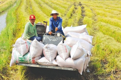 Xử lý nghiêm các trường hợp trục lợi bất chính, đẩy giá lúa gạo lên cao