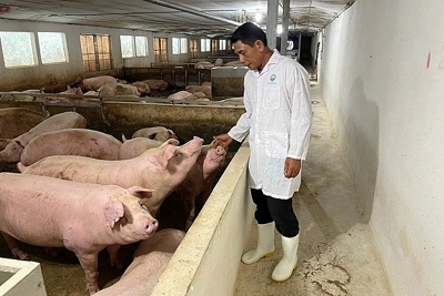 Chăn nuôi lợn theo hướng tuần hoàn, sinh thái là hướng đi bền vững, hiệu quả