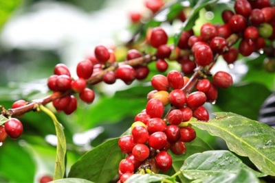 Giá cà phê hôm nay 14/8: Dự báo cà phê tuần này, Robusta tiếp tục tăng?