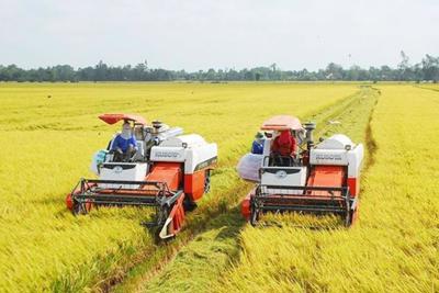 Bộ Công Thương tăng cường xúc tiến thương mại, bình ổn mặt hàng gạo