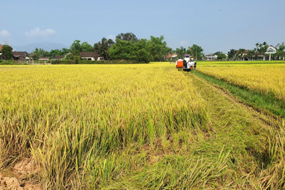 Có nên tăng diện tích trồng lúa khi giá gạo xuất khẩu tăng?