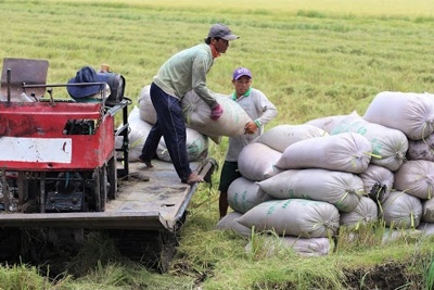 Giá lúa gạo hôm nay 26/8/2023: Tiếp tục giao dịch chậm