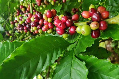 Giá cà phê hôm nay 19/8: Đến lượt Arabica tăng, nguồn cung ngày càng thiếu