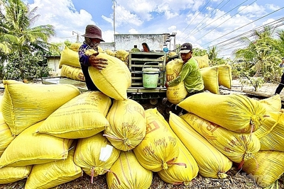 Giá lúa gạo hôm nay 19/8/2023: Tăng 500 đồng/kg