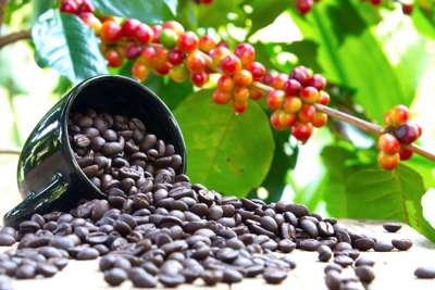 Giá cà phê hôm nay 22/8: Robusta hồi phục, tăng mạnh nhất ở Đắk Nông