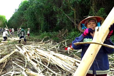 Thúc đẩy triển khai thỏa thuận Việt Nam-Mỹ về kiểm soát khai thác gỗ